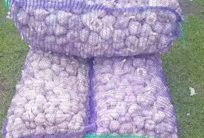 Покупка товарного часника - фото № 1