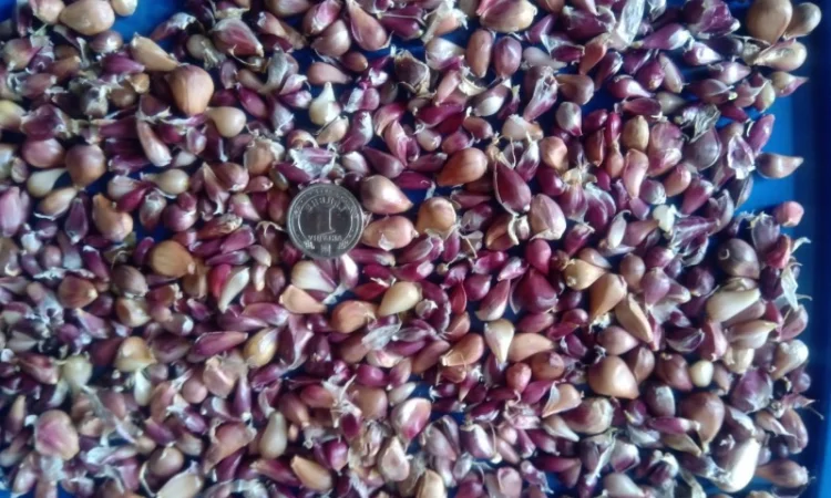 Продаж насіння чоснику Любаша - фото № 2