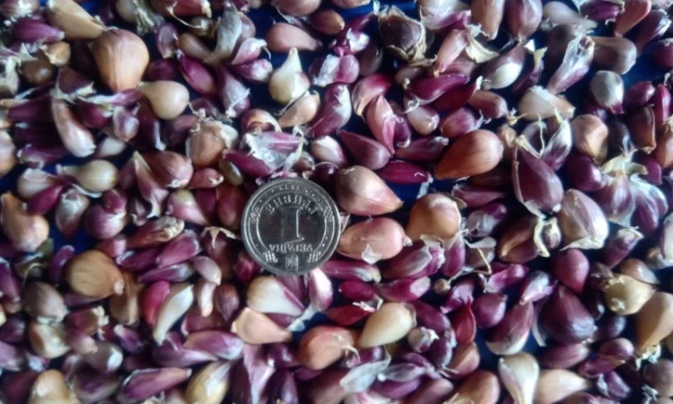 Продаж насіння чоснику Любаша - фото № 1