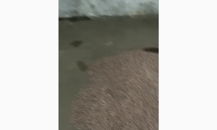 Воздушка чеснока однозубка в продаже - фото № 2