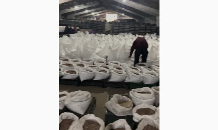 Продаж повітряної бульби часнику об'ємом 6 тонн - фото № 1