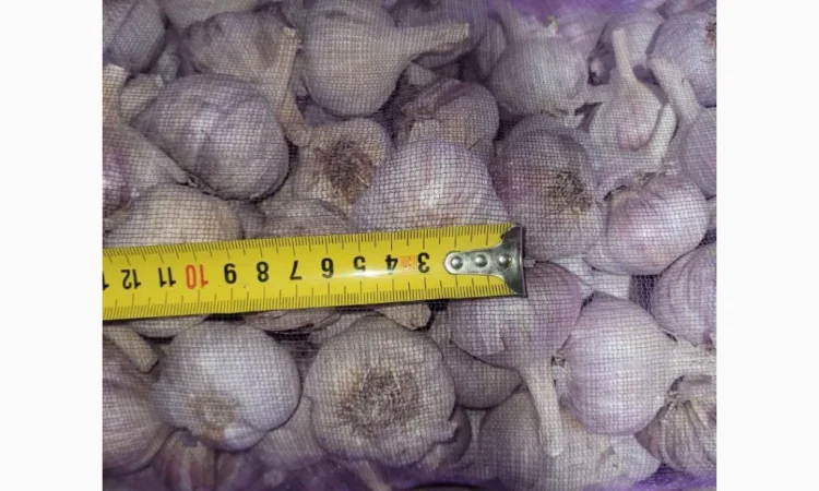 Часник Любаша 5+6 - фото № 1