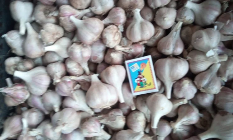 Озимий часник на продаж - фото № 1