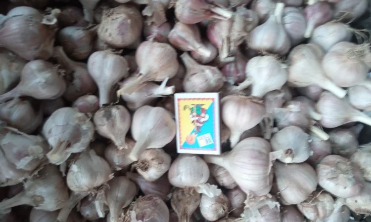 Озимий часник на продаж - фото № 2