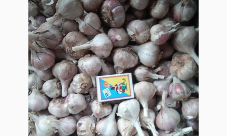 Озимий часник на продаж - фото № 3