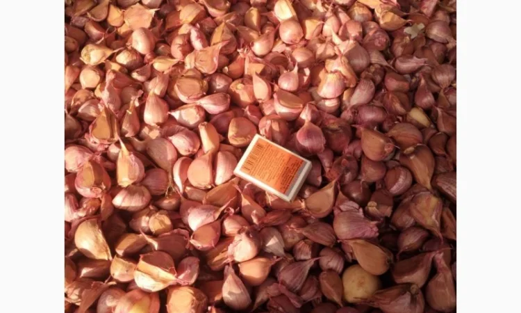 Продаж насіння часнику сорту Любаша - фото № 1