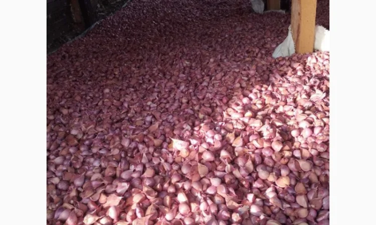 Продаж насіння часнику сорту Любаша - фото № 2