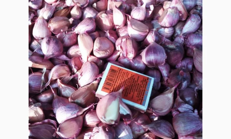 Продаж насіння часнику сорту Любаша - фото № 3