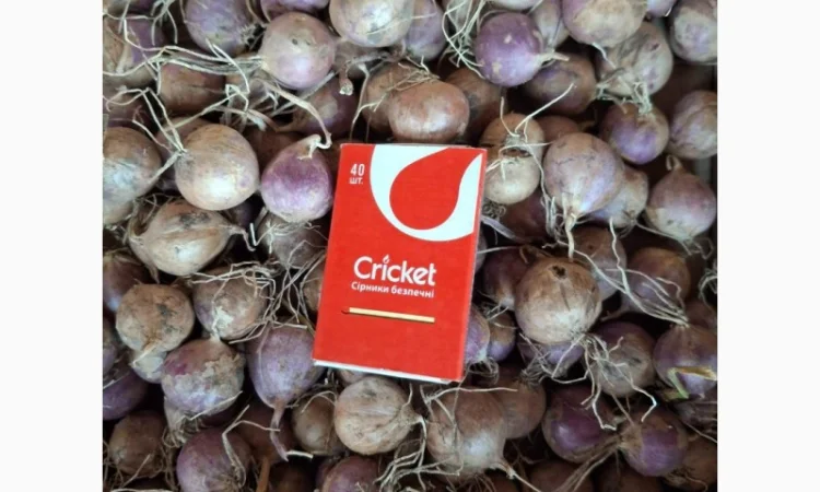 Продаж часнику сорту Любаша - фото № 5