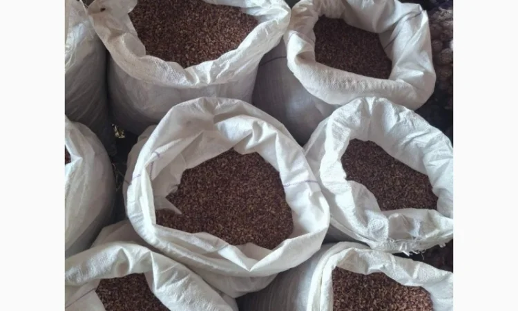 Продаж часнику сорту Любаша - фото № 3