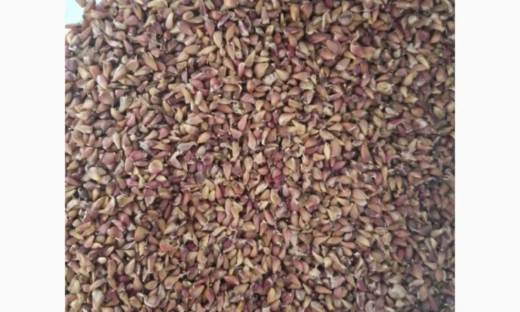 Продаж часнику сорту Любаша - фото № 4