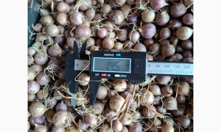 Продаж часнику сорту Любаша - фото № 6