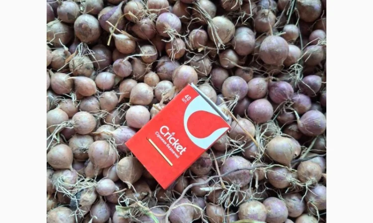 Продаж часнику сорту Любаша - фото № 7