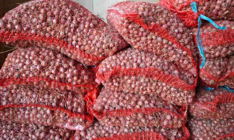 Продаж часнику сорту Любаша - фото № 10