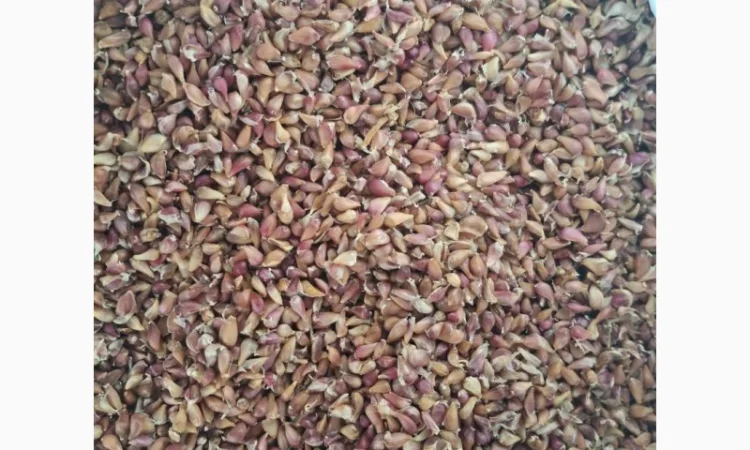 Продаж часнику сорту Любаша - фото № 1