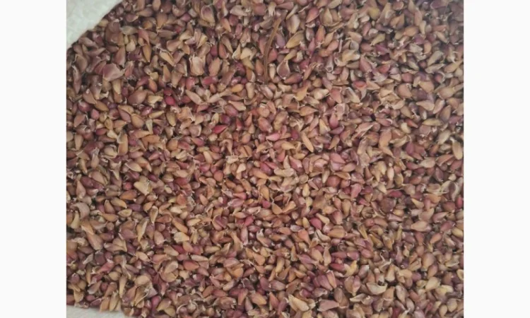 Продаж часнику сорту Любаша - фото № 2