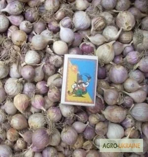 Продажа семян озимого чеснока сорта Дюшес - фото № 1