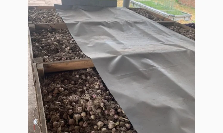 Продажа чеснока - фото № 3