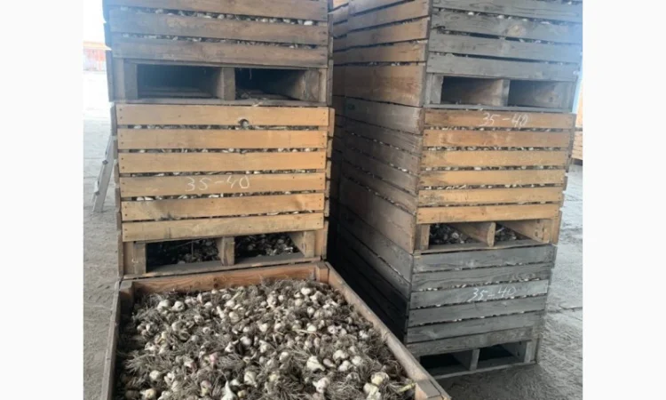 Продажа чеснока - фото № 2