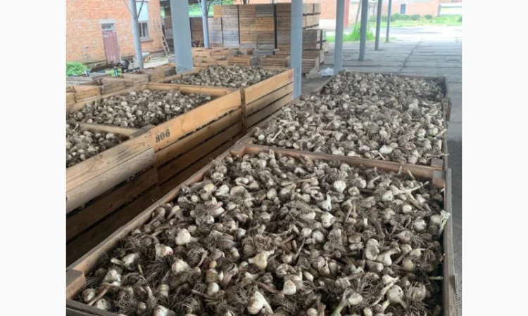 Продажа чеснока - фото № 1