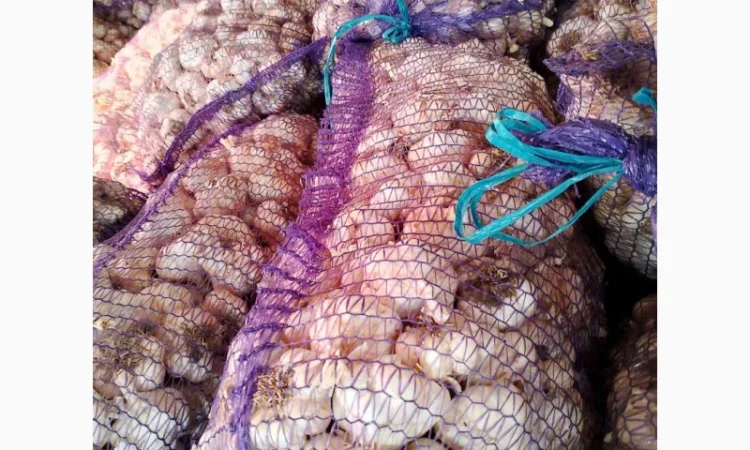 Продажа посадочного чеснока различных сортов - фото № 8