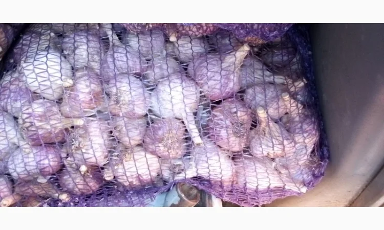 Продажа посадочного чеснока различных сортов - фото № 1