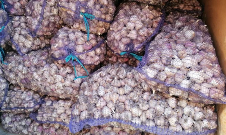 Продажа посадочного чеснока различных сортов - фото № 2