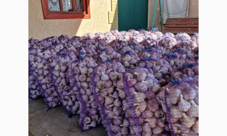 Продажа посадочного чеснока различных сортов - фото № 4