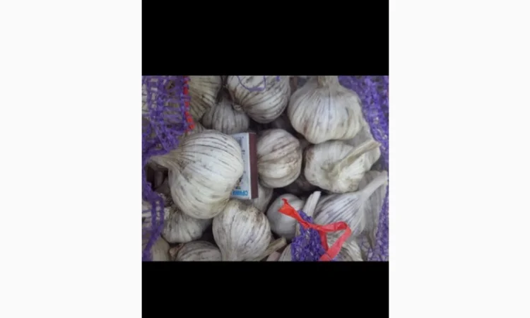 Продажа посадочного чеснока различных сортов - фото № 5