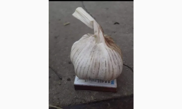 Продажа посадочного чеснока различных сортов - фото № 6