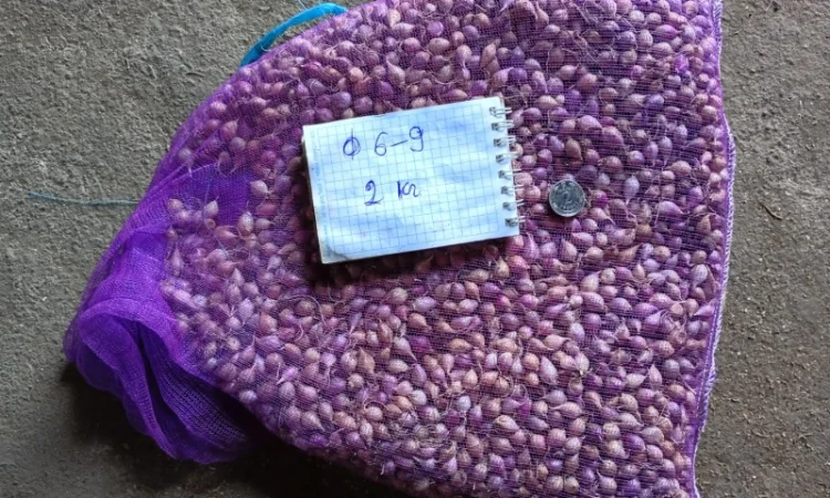 Продажа ОДНОЗУБКИ часника сорта Любаша - фото № 1