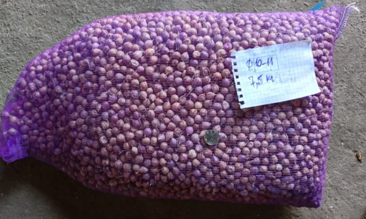 Продажа ОДНОЗУБКИ часника сорта Любаша - фото № 2