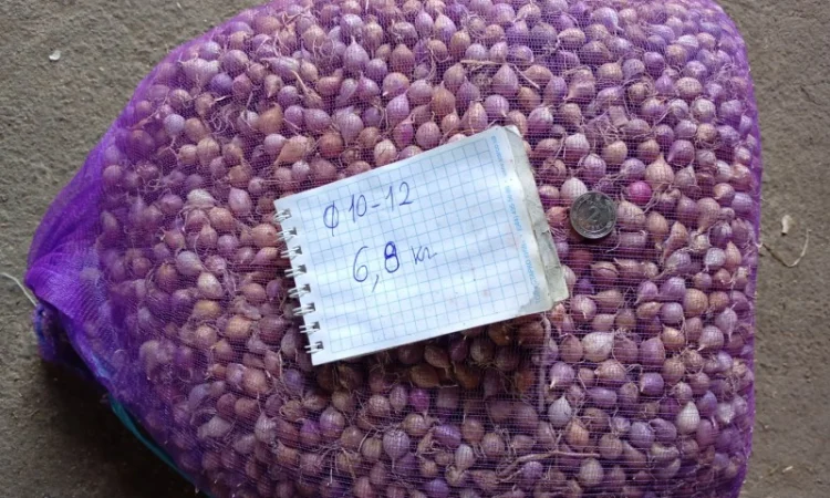 Продажа ОДНОЗУБКИ часника сорта Любаша - фото № 3