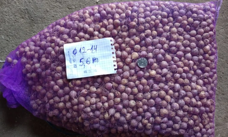 Продажа ОДНОЗУБКИ часника сорта Любаша - фото № 4