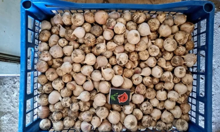 Продажа ОДНОЗУБКИ часника сорта Любаша - фото № 5