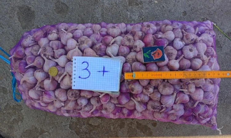 Продаж часнику сорту Любаша 1 репродукція - фото № 2