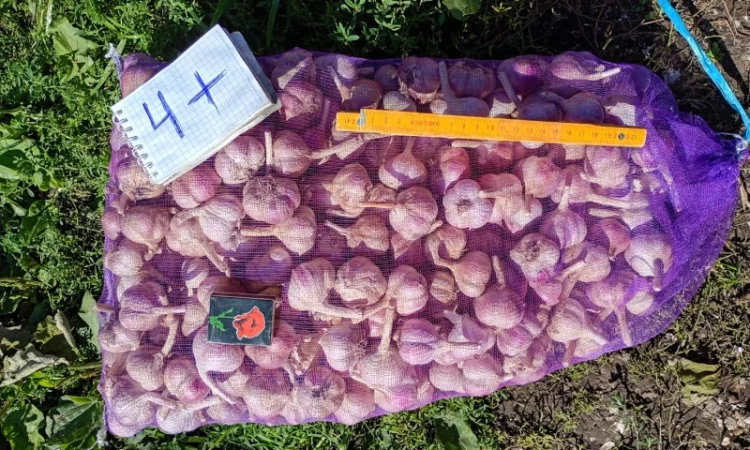 Продаж часнику сорту Любаша 1 репродукція - фото № 3