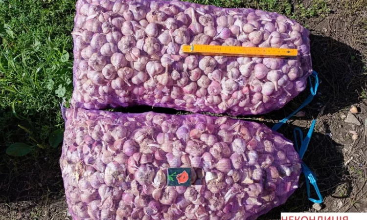 Продаж часнику сорту Любаша 1 репродукція - фото № 5