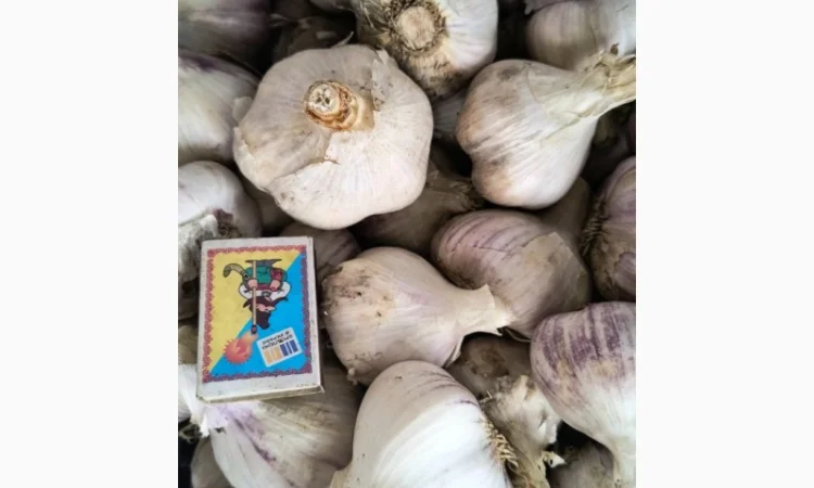 Продам свіжий озимий часник сорту Любаша - фото № 1