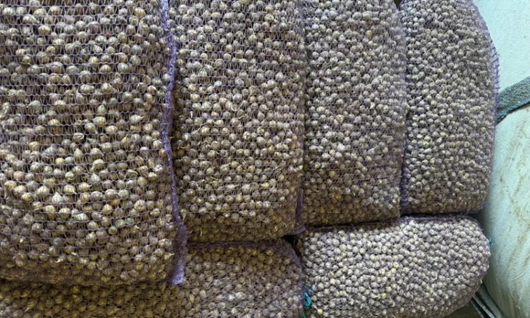 Покупка часника однозубки - фото № 1