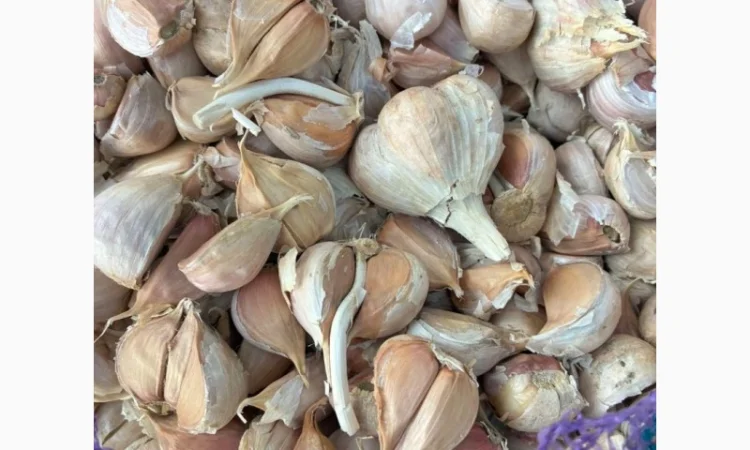 Часник на переробку, 500 кг в наявності - фото № 1