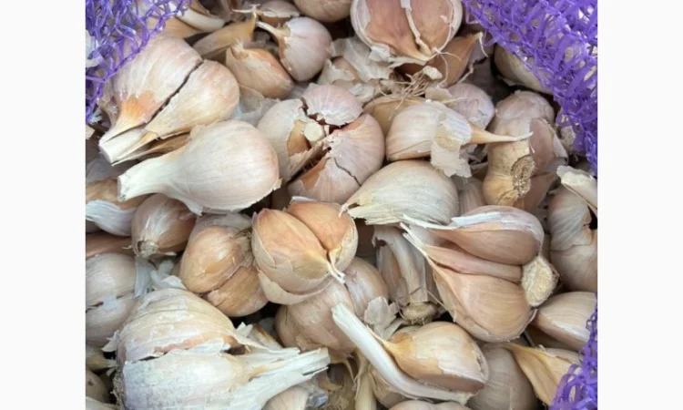 Часник на переробку, 500 кг в наявності - фото № 2