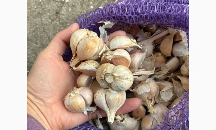 Часник на переробку, 500 кг в наявності - фото № 3