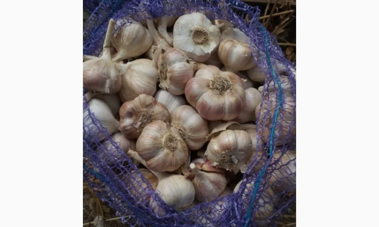 Продажа озимого чеснока урожая 2025 года - фото № 1