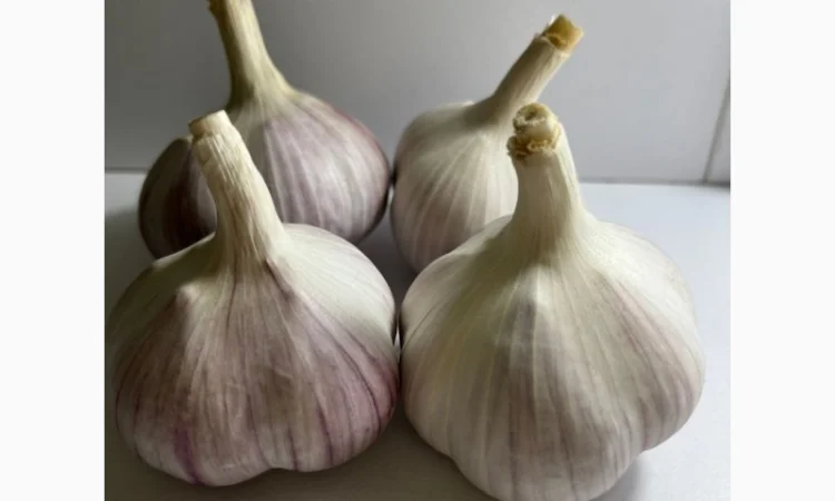 Чеснок сорт Любаша 4+ 5+ 6 на продажу - фото № 1