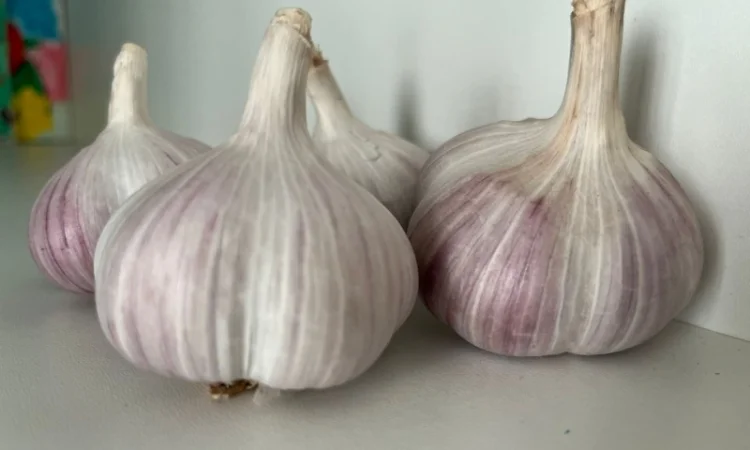 Чеснок сорт Любаша 4+ 5+ 6 на продажу - фото № 2