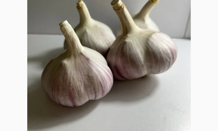 Чеснок сорт Любаша 4+ 5+ 6 на продажу - фото № 3