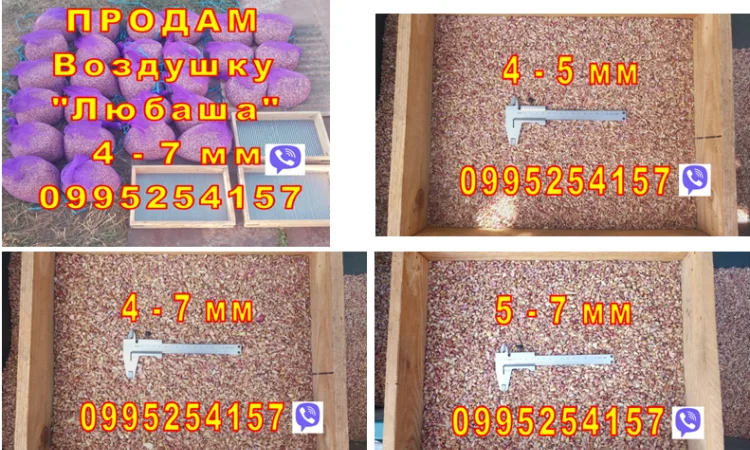 Продажа Воздушка Любаша Чеснок - фото № 1