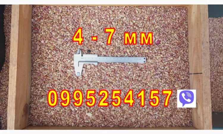 Продажа Воздушка Любаша Чеснок - фото № 10