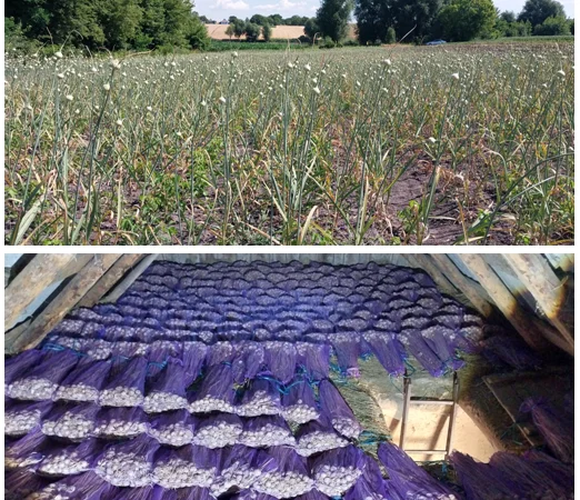 Продажа Воздушка Любаша Чеснок - фото № 2